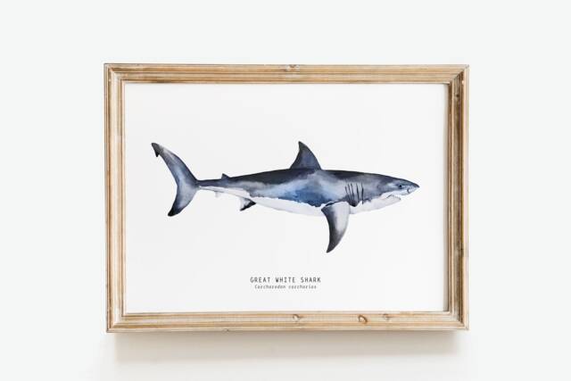 Great White Shark Hand Painted Watercolour Art - Beach House Wall D??cor Gift For Shark Lovers Carcharodon Carcharias Poster/Print - image 1