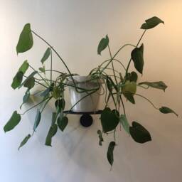 Sunburst Wall Mount Hanging Plant Holder Shelf - Medium/Large - thumbnail 2