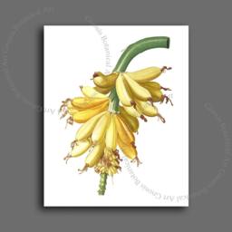 Banana Botanical Art Print, Tropical Kitchen Wall Decor - thumbnail 2