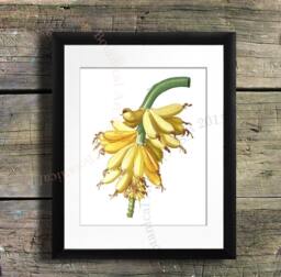 Banana Botanical Art Print, Tropical Kitchen Wall Decor - thumbnail 1