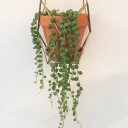 Brass Plant Hanger - thumbnail 2