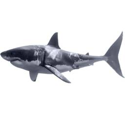 Shark Wall Decal - Great White Realistic Peel & Stick Jaws Sticker Reusable Fabric Material Vwaq Pas3 - thumbnail 2