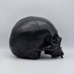 Black Vampire Skull .plaster Of Paris Life Size Human Replica - thumbnail 4