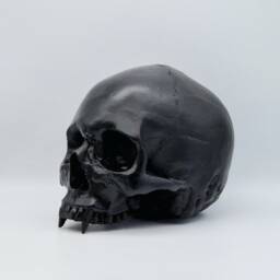 Black Vampire Skull .plaster Of Paris Life Size Human Replica - thumbnail 2