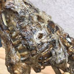 Bruiser The Zombie Chihuahua - thumbnail 4