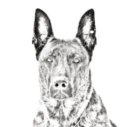 Dutch Shepherd Dog - Wooden Stand For Candles/Pens With The Image Of A Dog New Collection - thumbnail 2