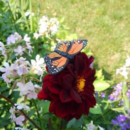 Monarch Butterfly Wood Figurine - Hand-Carved Garden Decor - thumbnail 2