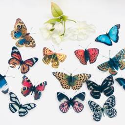 3D Butterfly Decorations - Set Of 14 Clear Plastic Wall Art Decals - thumbnail 2
