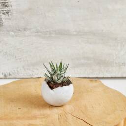 Small Shiny White Ceramic Planter Pot, Handmade Round Eclectic Pottery Pot For Succulent, Indoor/Outdoor Planters - thumbnail 2