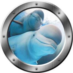 Porthole Wall Decal Beluga Whale Dolphin Family Ocean View 3D Window Portal Art Po21 - thumbnail 2