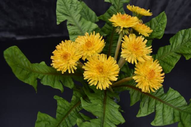 Handmade Polymer Clay Dandelion Bouquet Yellow Floral Arrangement - image 1