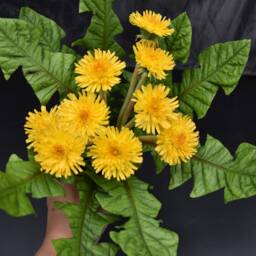 Handmade Polymer Clay Dandelion Bouquet Yellow Floral Arrangement - thumbnail 3