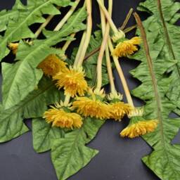 Handmade Polymer Clay Dandelion Bouquet Yellow Floral Arrangement - thumbnail 4