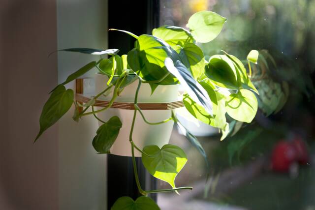 Indoor Planters. Large Wall Mounted Plant Shelf - image 1