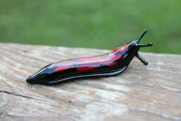 Spotted Slug Glass Sculpture Glass Slug Lampwork Glass Animals Handcrafted Snail