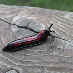 Spotted Slug Glass Sculpture Glass Slug Lampwork Glass Animals Handcrafted Snail - thumbnail 4