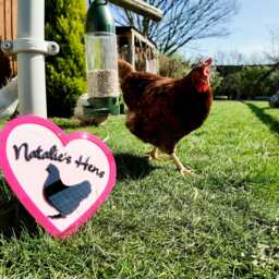 Custom Name Hen House Sign Acrylic Chicken Coop Decor - thumbnail 2