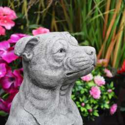 Large Staffordshire Bull Terrier Dog Stone Cast Garden Statue - thumbnail 3