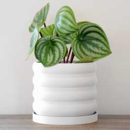 "Bubbly Planter With Drainage & Saucer in White, Unique 3D-Printed Plant Pot, Small To Large Sizes 4"" 5"" 6"" 7"" 8" - thumbnail 2