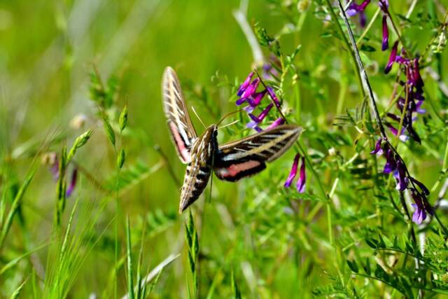 Hummingbird Moth Photograph, Nature Butterfly, Garden Wildlife, Photos, Wall Art, Hummingbirds - image 1