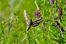 Hummingbird Moth Photograph, Nature Butterfly, Garden Wildlife, Photos, Wall Art, Hummingbirds
