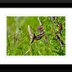 Hummingbird Moth Photograph, Nature Butterfly, Garden Wildlife, Photos, Wall Art, Hummingbirds - thumbnail 2