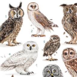 Hooters Luxury Art Print - Funny Pun Owl Watercolour Wall - thumbnail 2