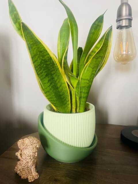 Ribbed Indoor Planter Modern Minimalist Plant Pot With Drainage Tray - image 1
