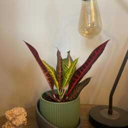 Ribbed Indoor Planter Modern Minimalist Plant Pot With Drainage Tray - thumbnail 2