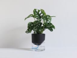 Kapi Small - Black - thumbnail 1