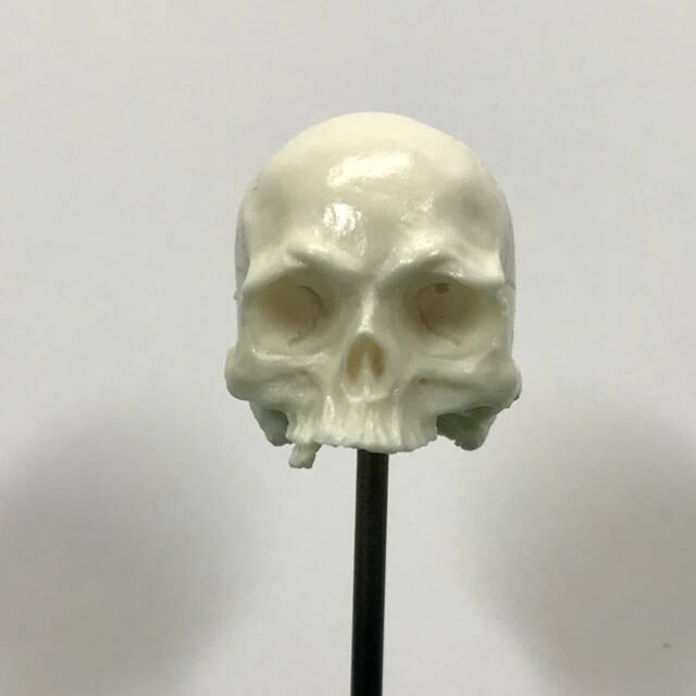 1/7Th Scale Bone Just A Few Teeth Resin Skull Perfect For 10 Inch Figures - image 1