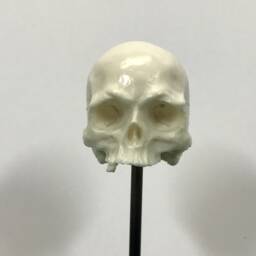 1/7Th Scale Bone Just A Few Teeth Resin Skull Perfect For 10 Inch Figures - thumbnail 1