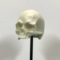 1/7Th Scale Bone Just A Few Teeth Resin Skull Perfect For 10 Inch Figures - thumbnail 3