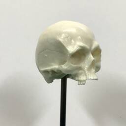 1/7Th Scale Bone Just A Few Teeth Resin Skull Perfect For 10 Inch Figures - thumbnail 2