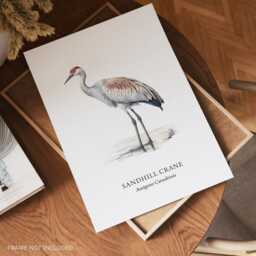 Bird Art Wall Decor, Sandhill Crane Illustrated Prints, Love Gifts - thumbnail 2