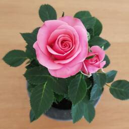 Concrete Planter, Pot, Pencil Holder - thumbnail 4