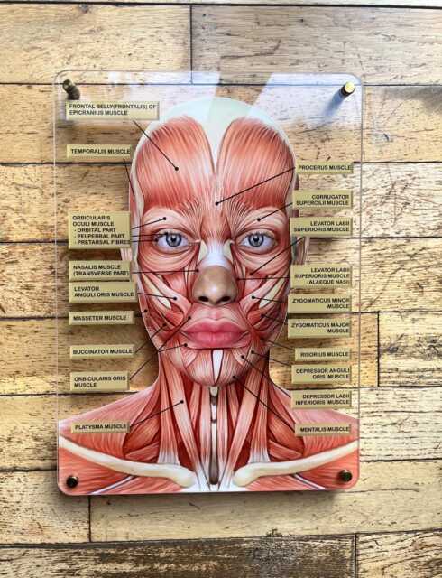 Wall Art Facial Anatomy Graphic For Muscles Or Veins. Botox & Filler - image 1