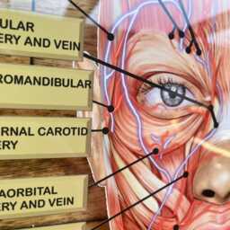 Wall Art Facial Anatomy Graphic For Muscles Or Veins. Botox & Filler - thumbnail 3