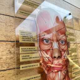 Wall Art Facial Anatomy Graphic For Muscles Or Veins. Botox & Filler - thumbnail 2