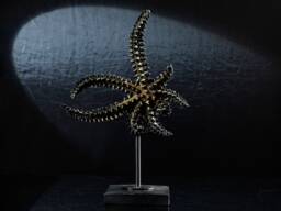 Decorative Small Starfish Sculpture Handmade Sea Star Statue, Stylish Bookshelf & Aquarium Decor - thumbnail 1