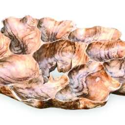 Teak Root Wall Art Sculpture Large 100 X 70cm - thumbnail 4