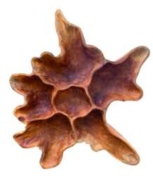 Teak Root Wall Art Sculpture Large 100 X 70cm
