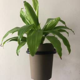 Ufo #3 Wall Mount Hanging Plant Holder - Small/Medium - thumbnail 2