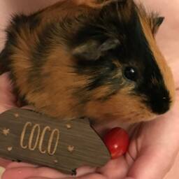 Christmas Personalised Guinea Pig Bauble - Tree Decoration - thumbnail 2