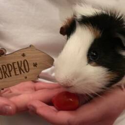 Christmas Personalised Guinea Pig Bauble - Tree Decoration - thumbnail 3