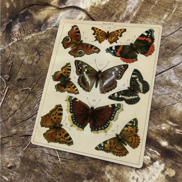 Butterflys Vintage Advertising Enamel Metal Tin Sign Wall Plaque