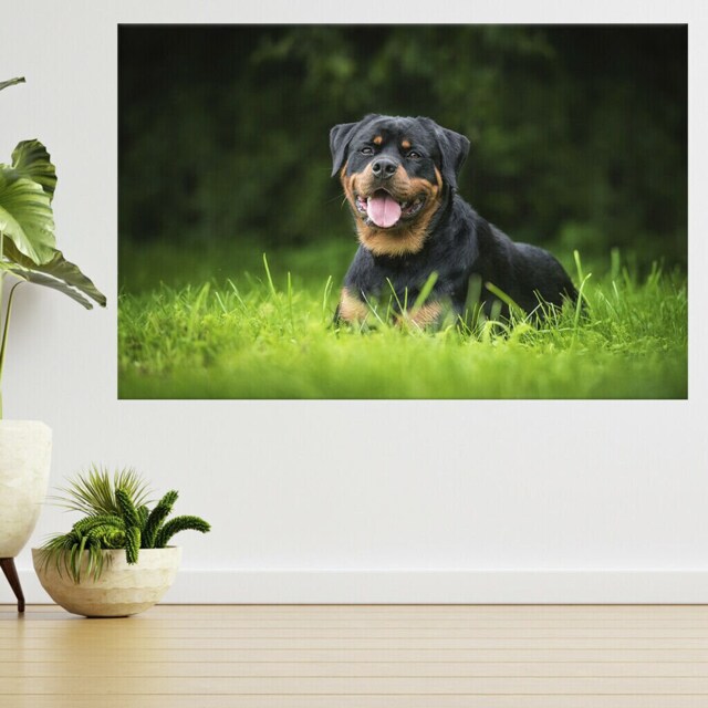 Rottweiler Dog Lying On The Grass 3D View Wall Sticker Poster Decal A904 - image 1