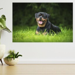 Rottweiler Dog Lying On The Grass 3D View Wall Sticker Poster Decal A904