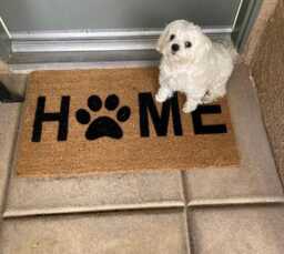 Dog Paw Print Doormat - Animal Lover Welcome Mat For Entryway Double Door Size Pet Gift - thumbnail 3