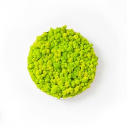 Moss Wall Art ~ Green Picture Decor Design~ Preserved Scandinavian Moss Circle Picture - thumbnail 2